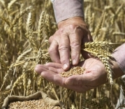 اهمیت خودکفایی در تولید گندم‌ در شرایط کنونی دنیا